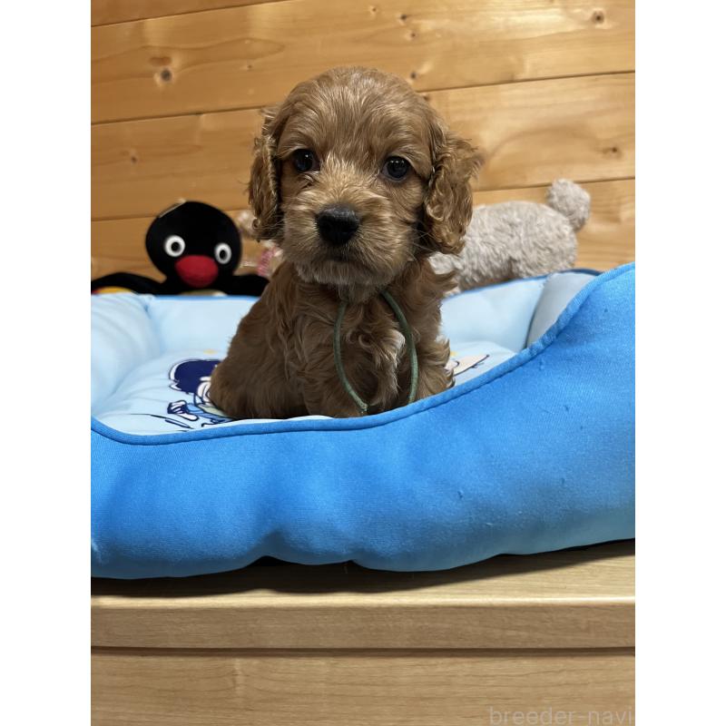 成約済の埼玉県のコッカプー:アメリカンコッカースパニエル×トイプードル-420370の5枚目