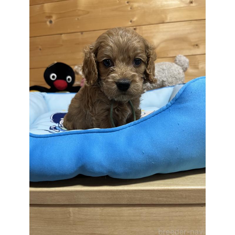 成約済の埼玉県のコッカプー:アメリカンコッカースパニエル×トイプードル-420370の4枚目