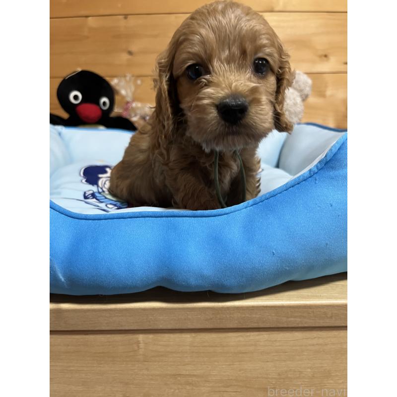 成約済の埼玉県のコッカプー:アメリカンコッカースパニエル×トイプードル-420370の3枚目