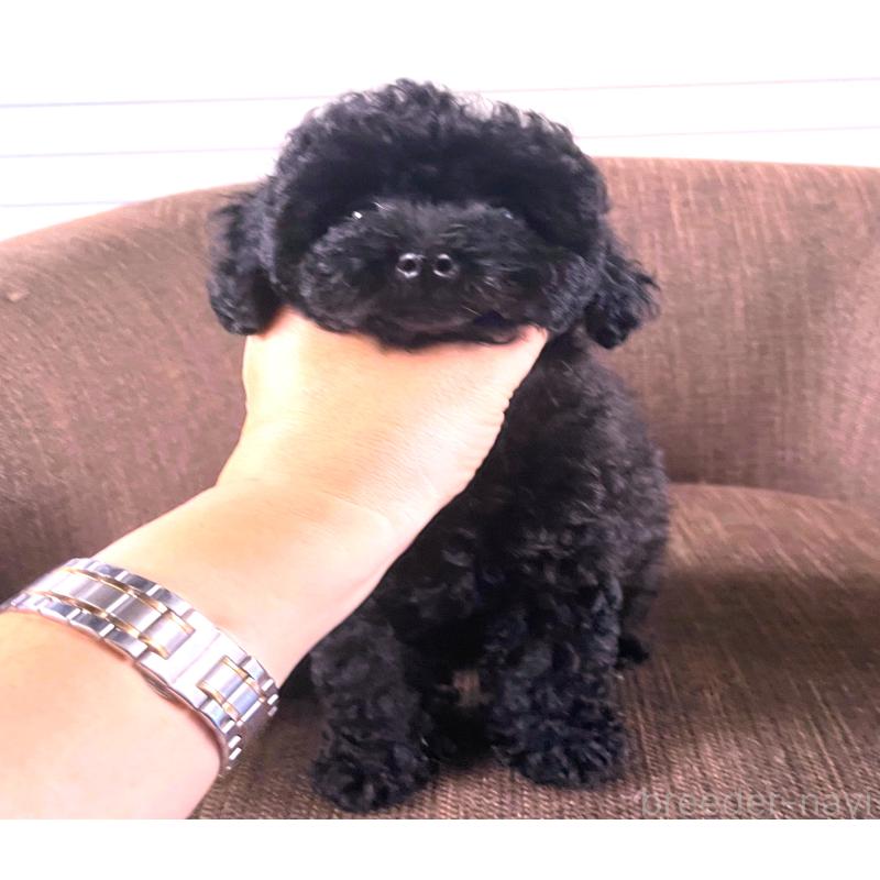 販売中の大阪府のティーカッププードル-414178