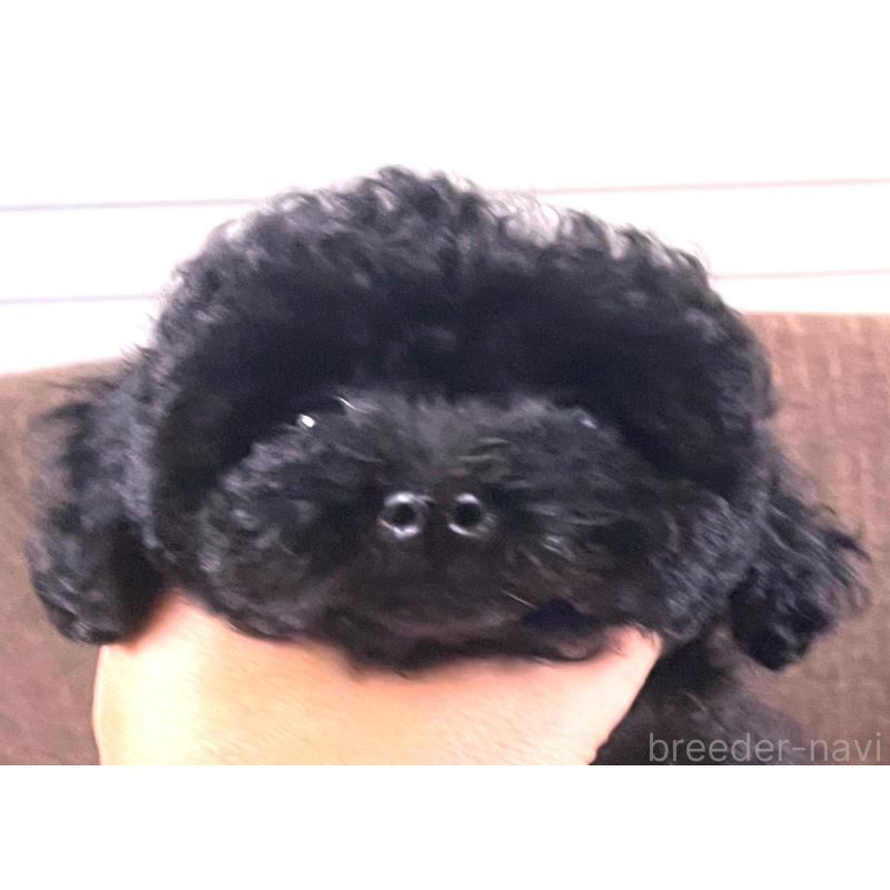 販売中の大阪府のティーカッププードル-414178の5枚目