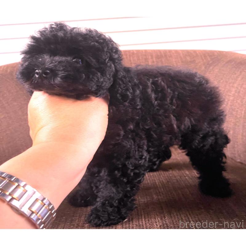 販売中の大阪府のティーカッププードル-414178の3枚目