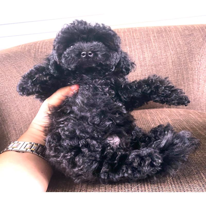 販売中の大阪府のティーカッププードル-414178の2枚目