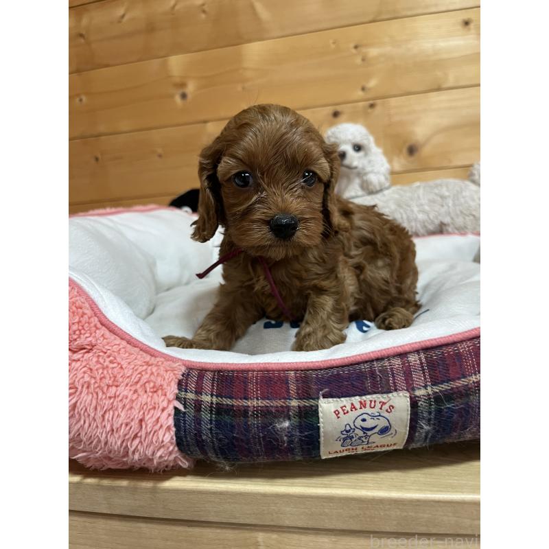 成約済の埼玉県のコッカプー:アメリカンコッカースパニエル×トイプードル-420165の3枚目