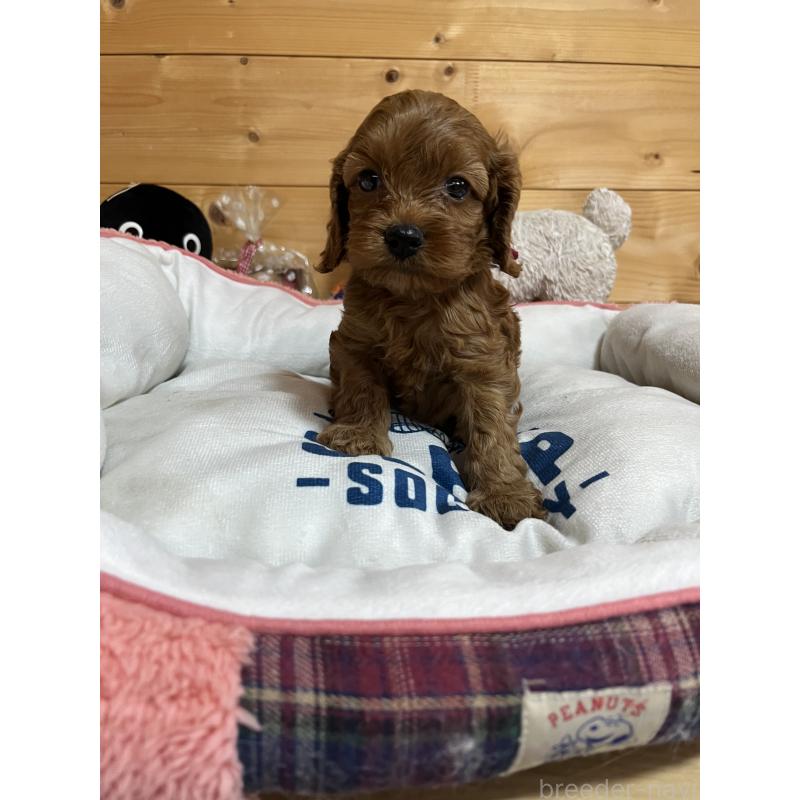 成約済の埼玉県のコッカプー:アメリカンコッカースパニエル×トイプードル-420165の2枚目