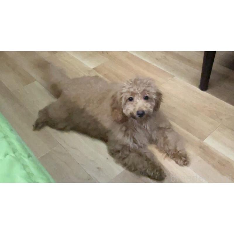 成約済の京都府のトイプードル-399863の2枚目