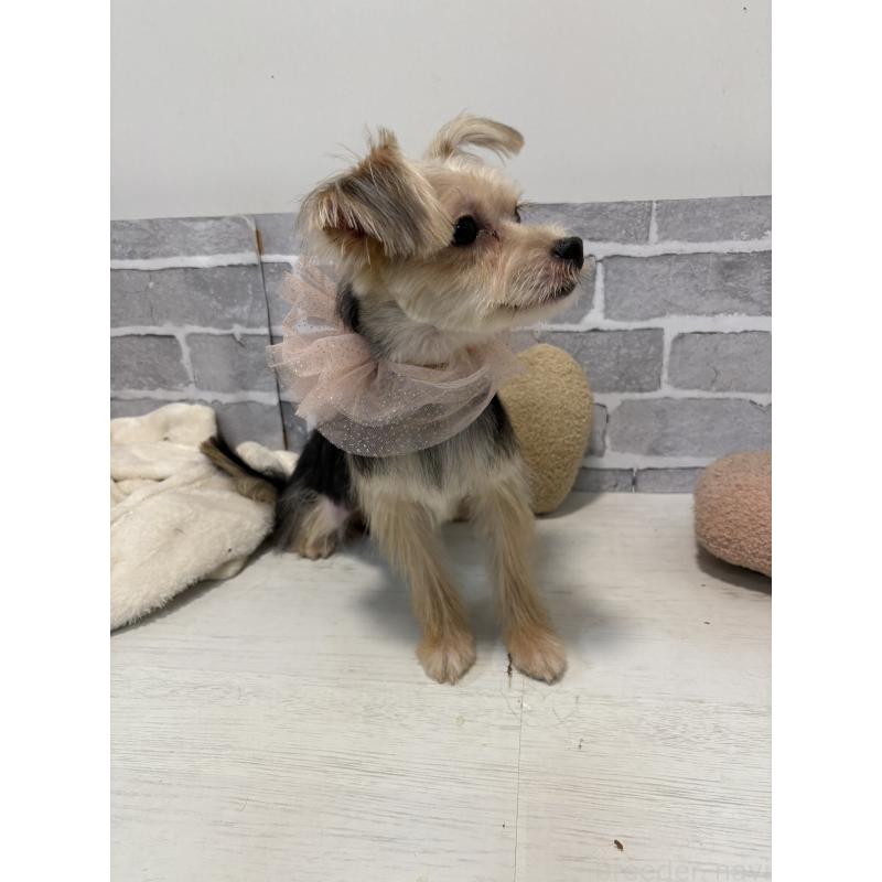 販売中の東京都のマルキー:マルチーズ×ヨークシャーテリア-361877の3枚目