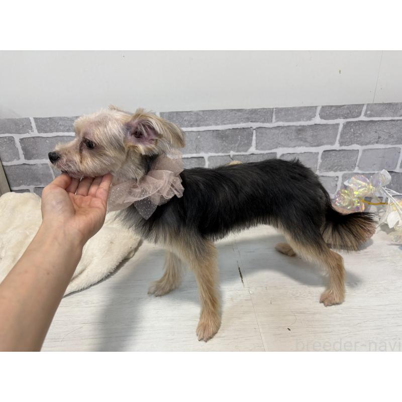 販売中の東京都のマルキー:マルチーズ×ヨークシャーテリア-361877の2枚目