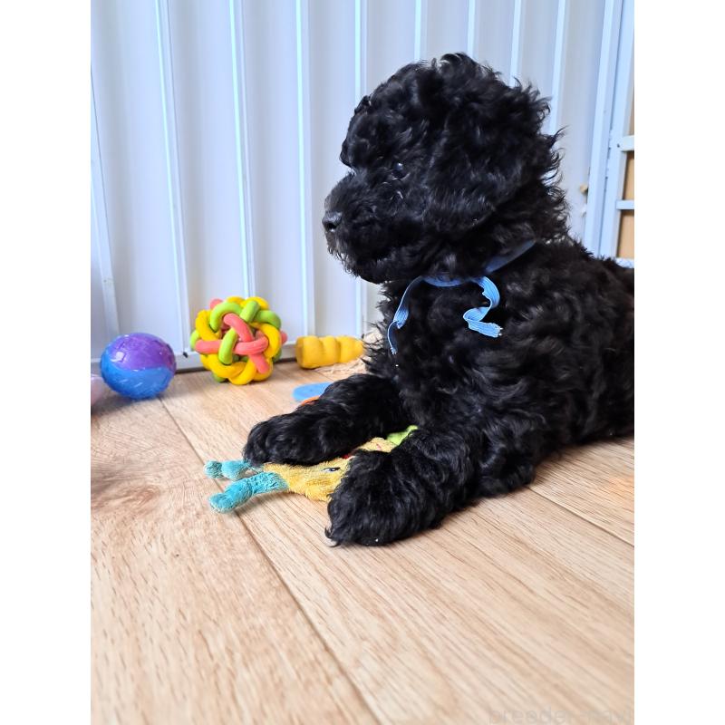 販売中の東京都のラブラドゥードル:ラブラドールレトリーバー×プードル-409556の7枚目