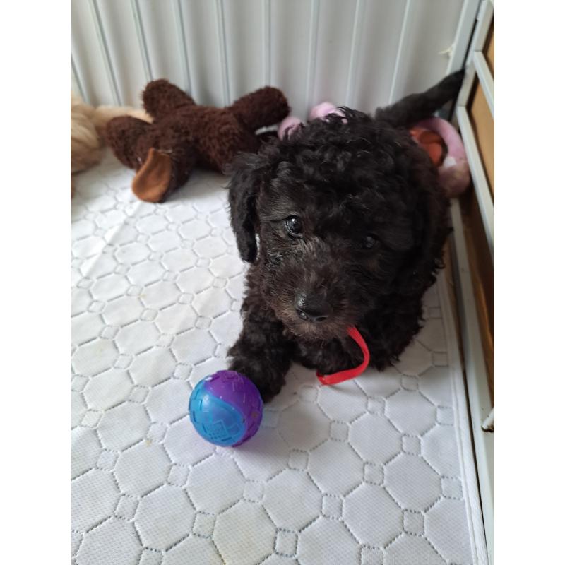 成約済の東京都のラブラドゥードル:ラブラドールレトリーバー×プードル-410142の4枚目