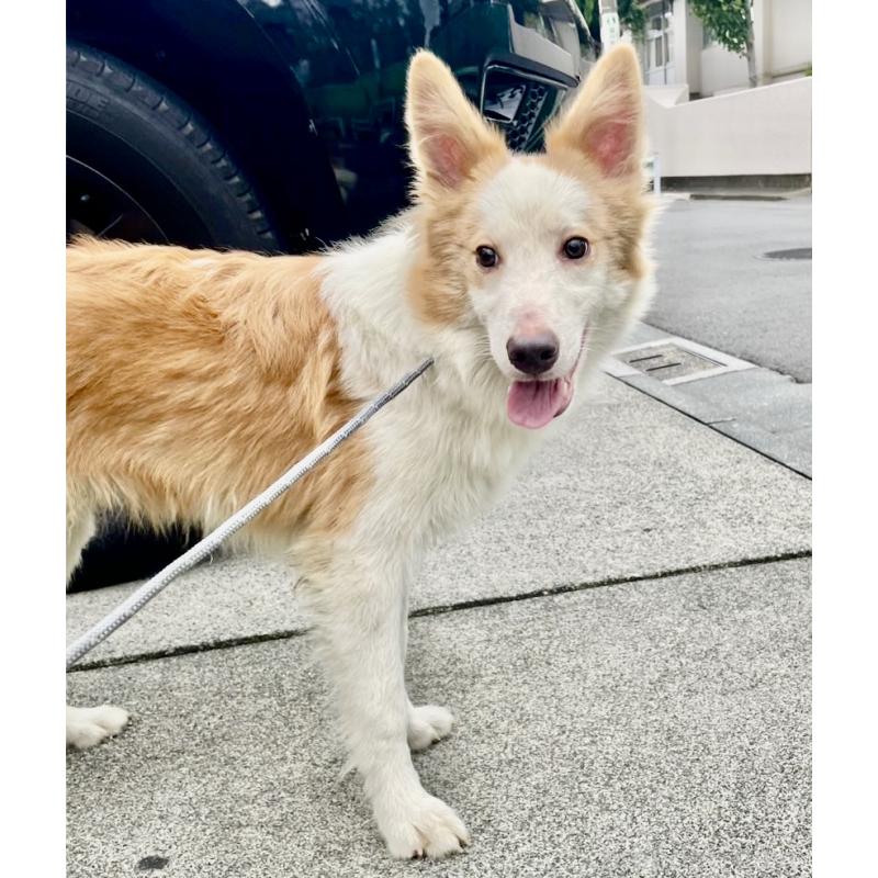 商談中の東京都のボーダーコリー-407432の7枚目