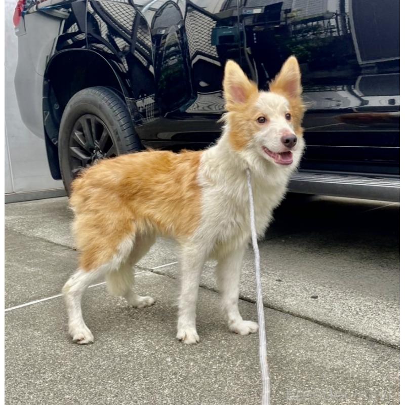 商談中の東京都のボーダーコリー-407432の6枚目