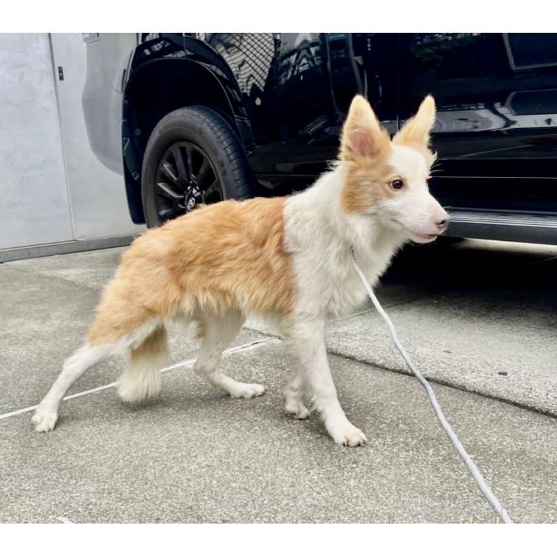 商談中の東京都のボーダーコリー-407432の5枚目