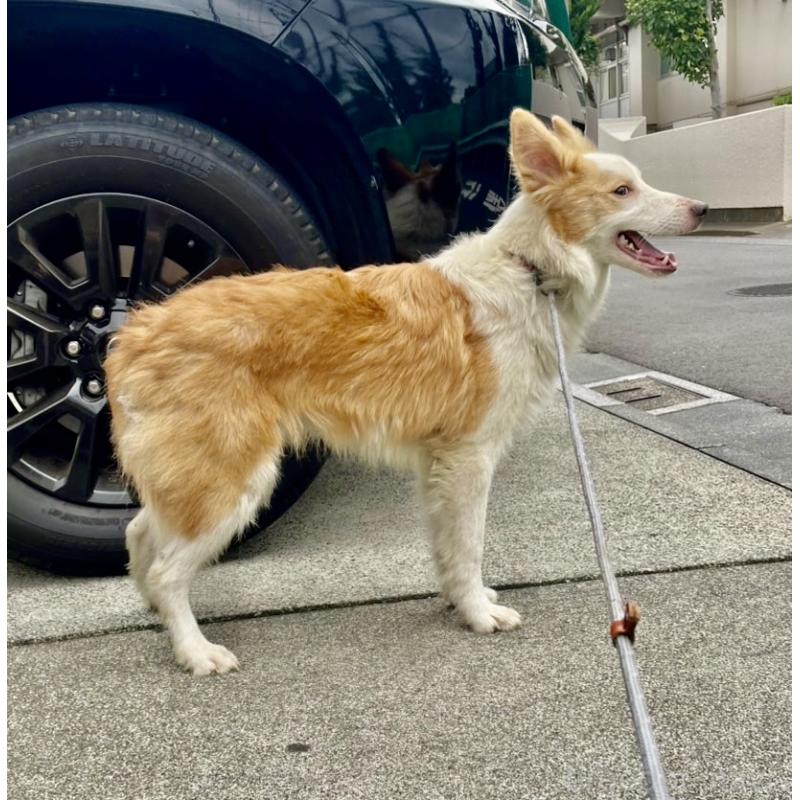 商談中の東京都のボーダーコリー-407432の4枚目