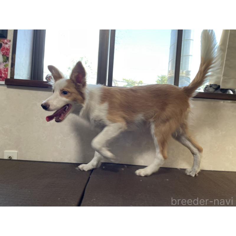 商談中の東京都のボーダーコリー-407432の3枚目