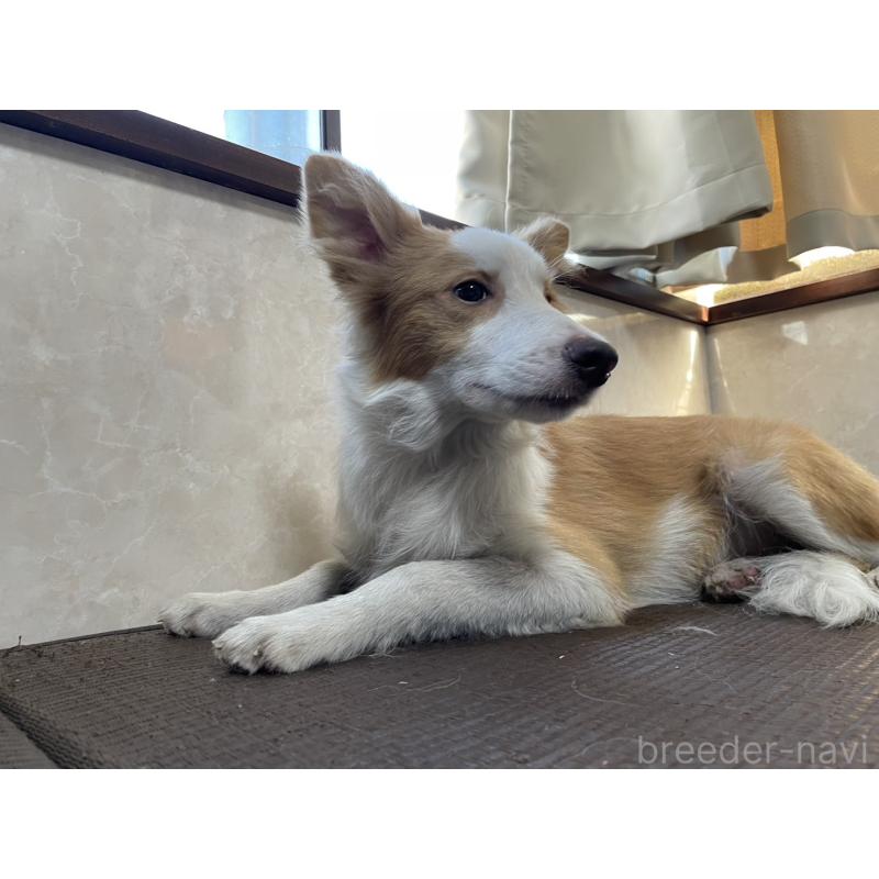 商談中の東京都のボーダーコリー-407432の2枚目