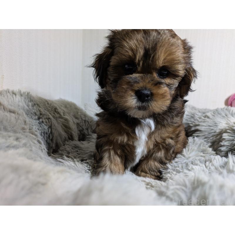 成約済の滋賀県のミックス犬-419505の2枚目