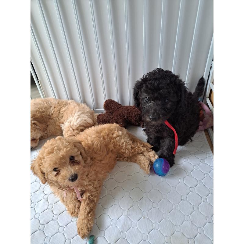 成約済の東京都のラブラドゥードル:ラブラドールレトリーバー×プードル-410038の2枚目