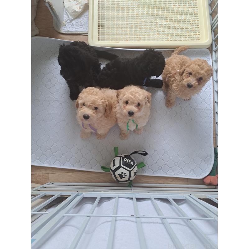 販売中の東京都のラブラドゥードル:ラブラドールレトリーバー×プードル-410126の11枚目