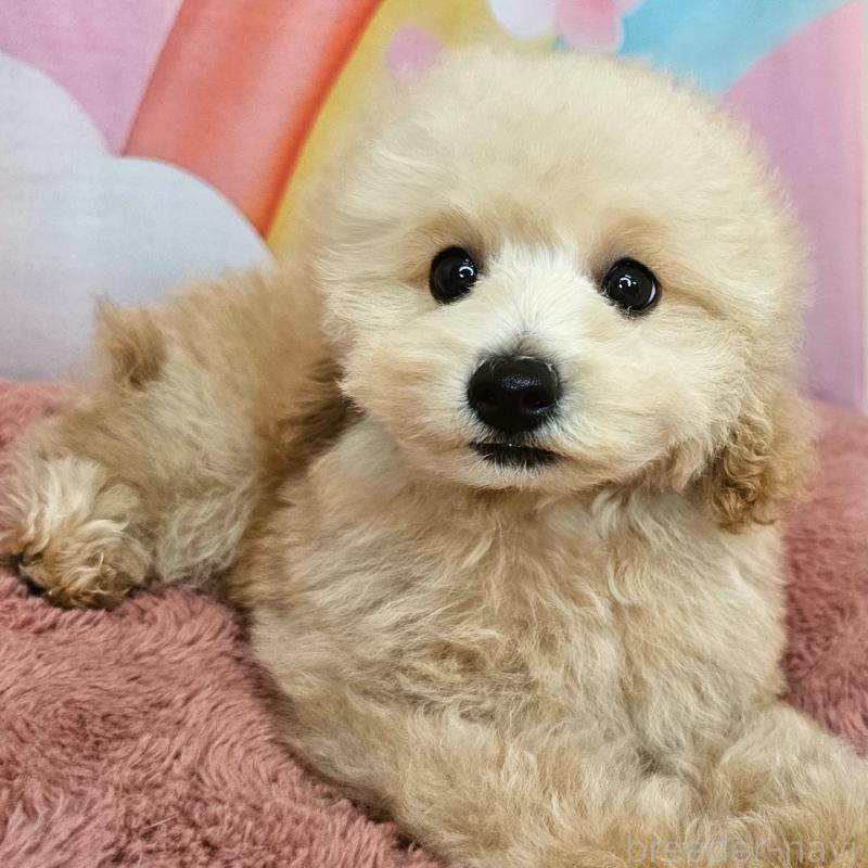 販売中の愛知県のミックス犬-403017の13枚目