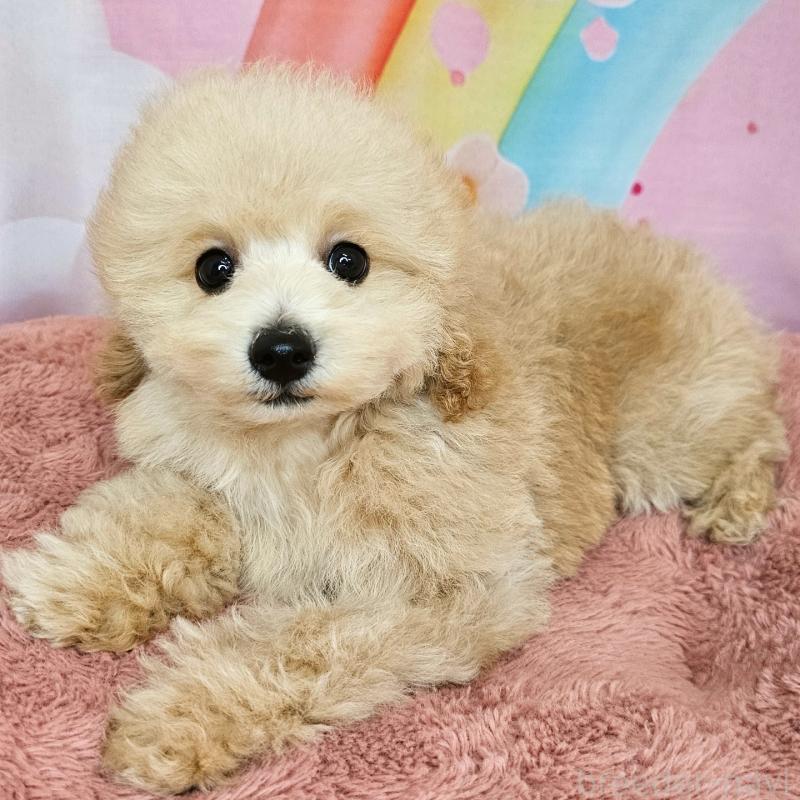 販売中の愛知県のミックス犬-403017の12枚目