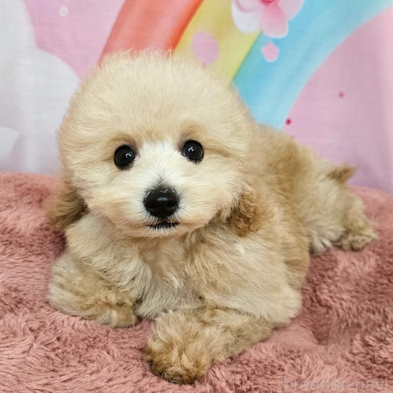 販売中の愛知県のミックス犬-403017の11枚目