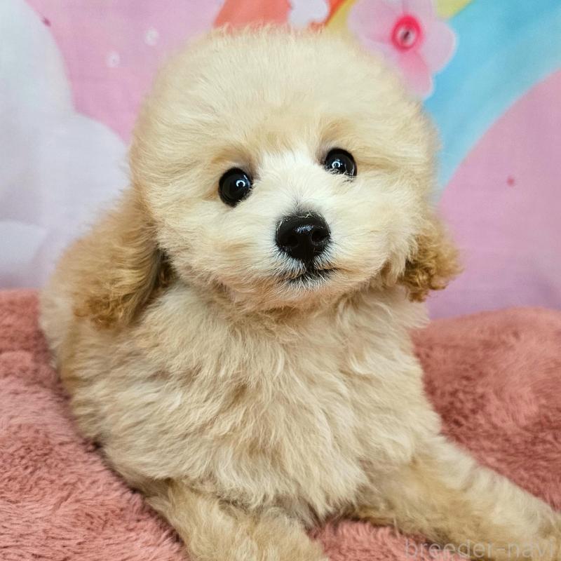 販売中の愛知県のミックス犬-403017の10枚目