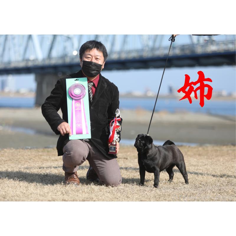 販売中の大分県のパグ-420184の2枚目