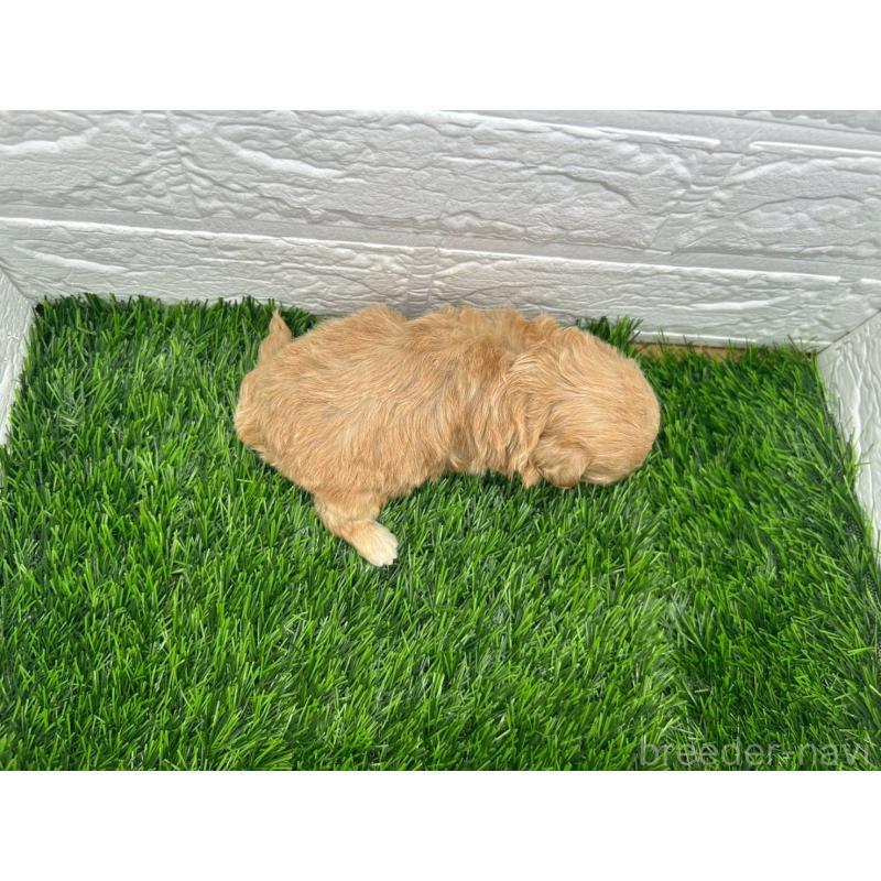 販売中の茨城県のミックス犬-420201の12枚目