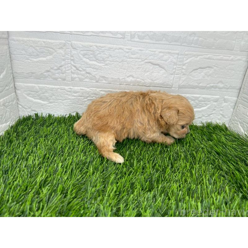 販売中の茨城県のミックス犬-420201の11枚目