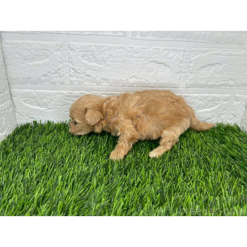 販売中の茨城県のミックス犬-420201の10枚目