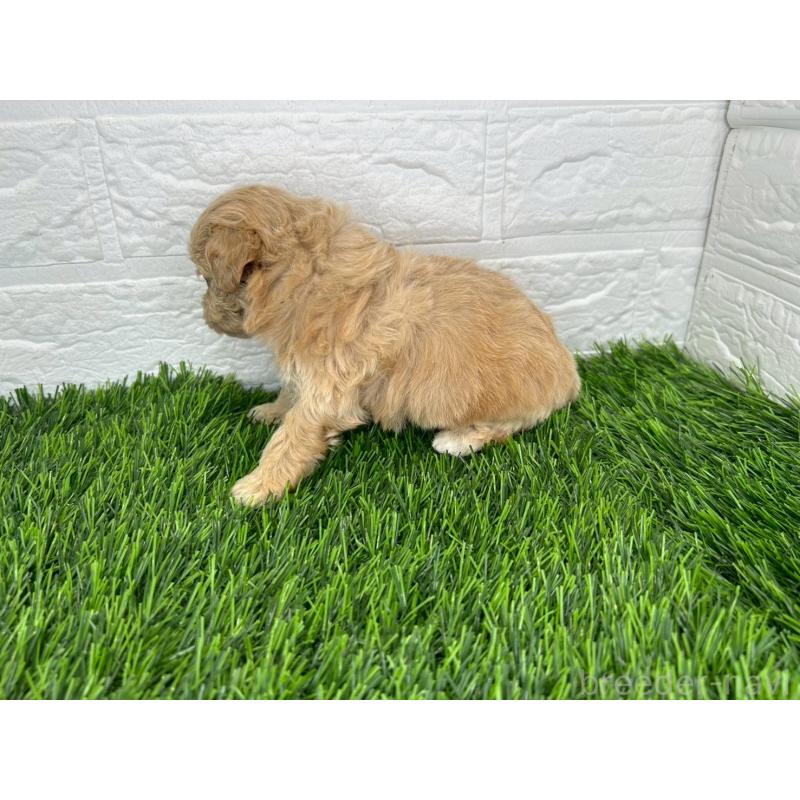 販売中の茨城県のミックス犬-420202の10枚目
