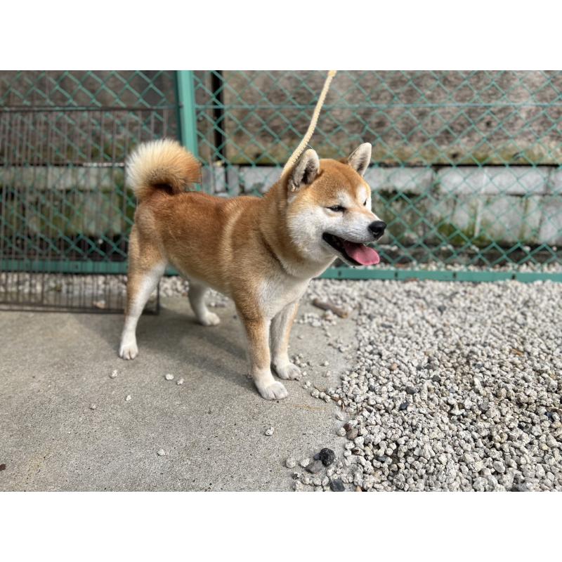 販売中の愛知県の柴犬-420192の5枚目