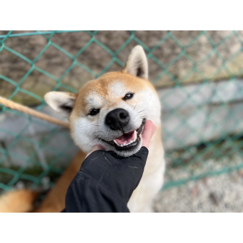 販売中の愛知県の柴犬-420192の4枚目
