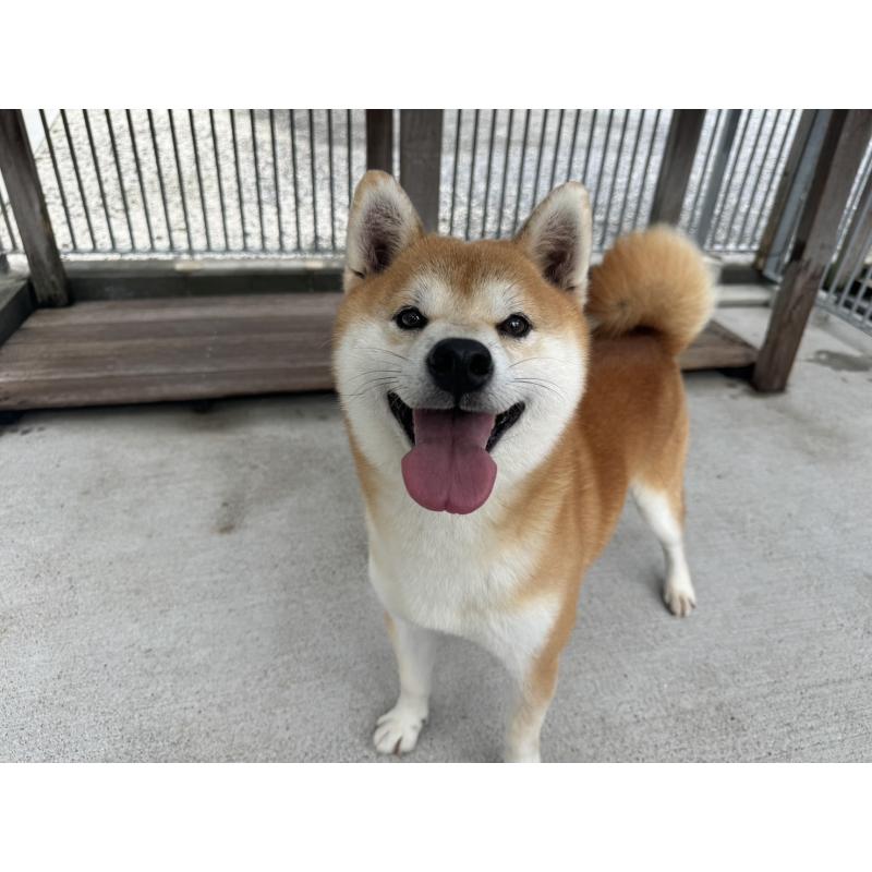 販売中の愛知県の柴犬-420192の3枚目