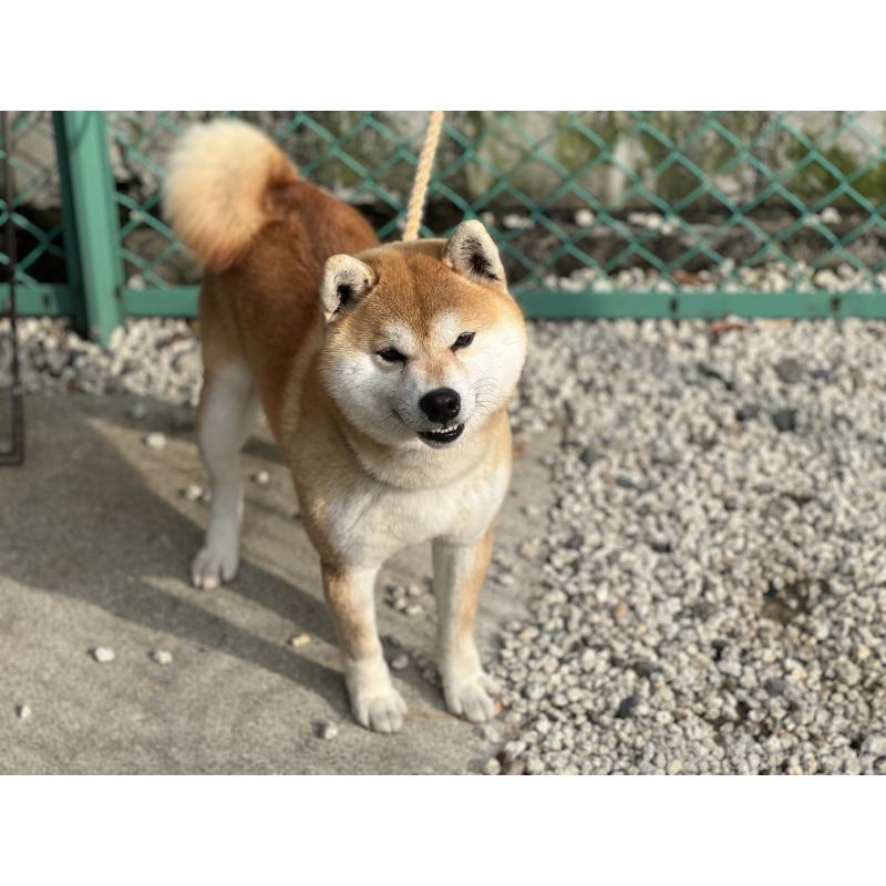 販売中の愛知県の柴犬-420192の2枚目