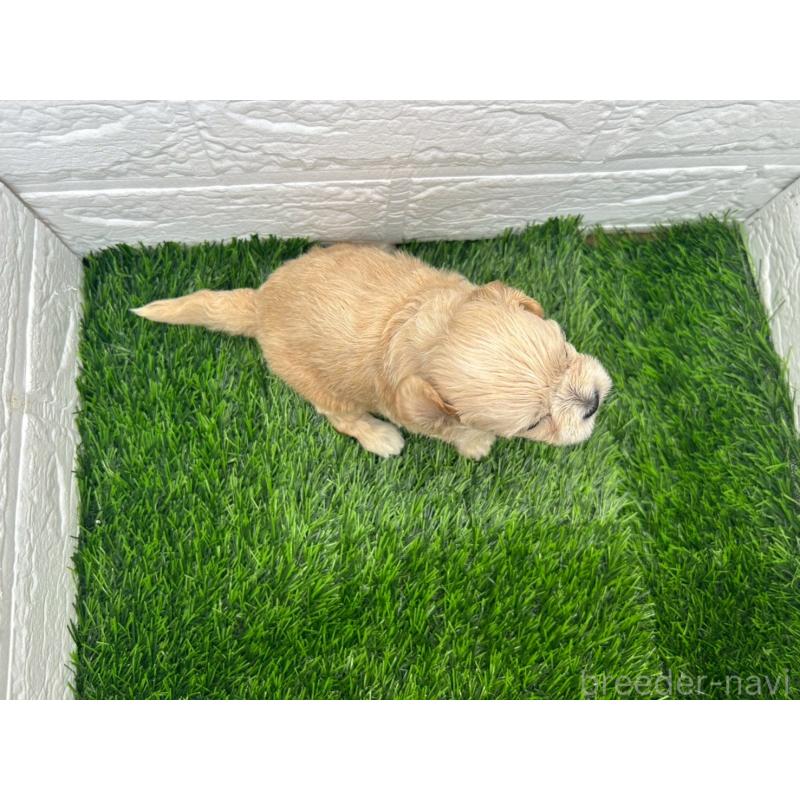 販売中の茨城県のミックス犬-420203の12枚目