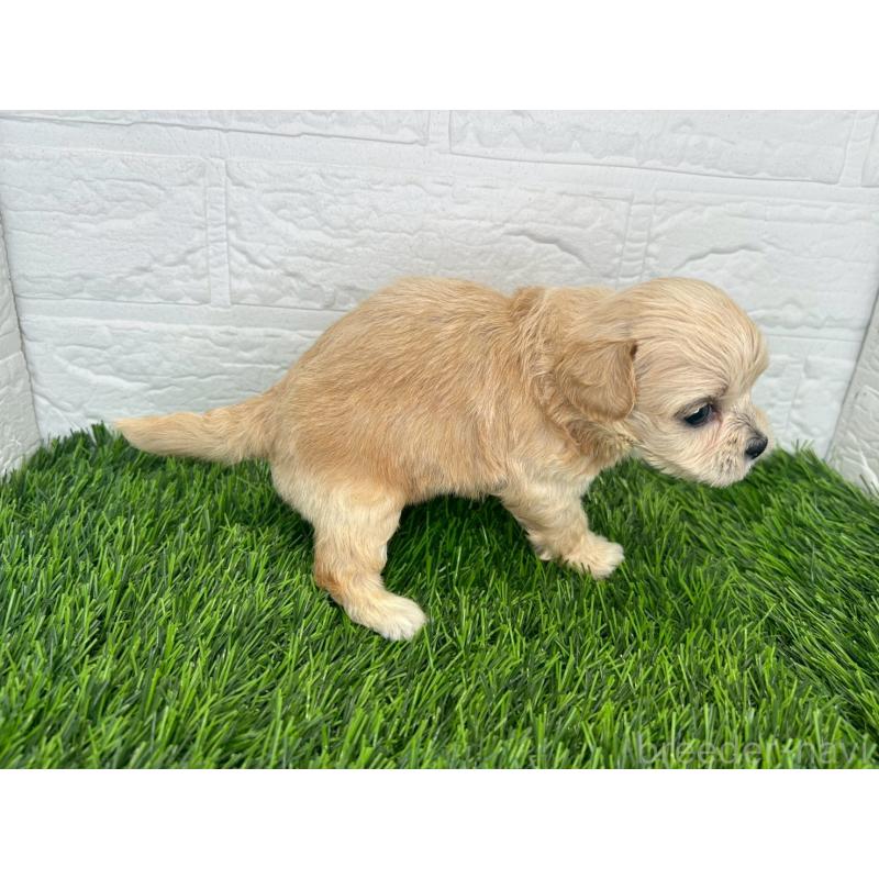 販売中の茨城県のミックス犬-420203の11枚目