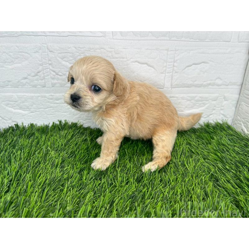 販売中の茨城県のミックス犬-420203の10枚目
