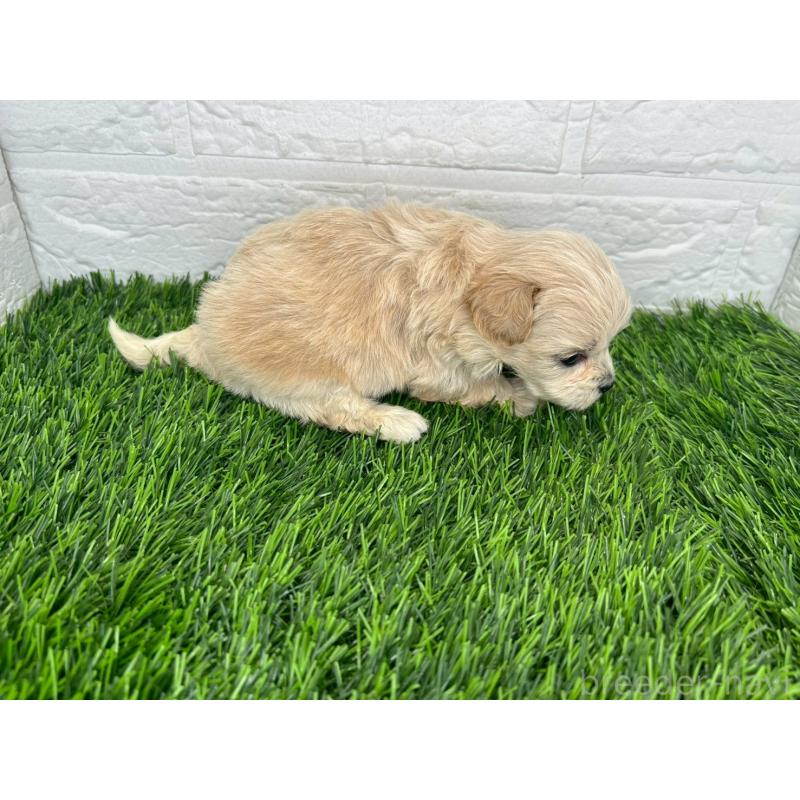 販売中の茨城県のミックス犬-420204の10枚目
