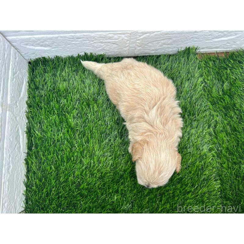 販売中の茨城県のミックス犬-420204の9枚目