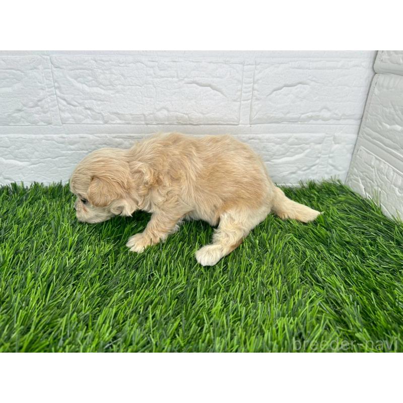 販売中の茨城県のミックス犬-420204の8枚目