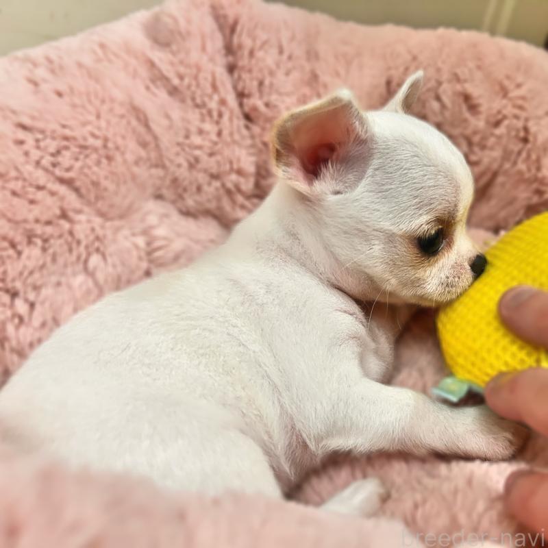 販売中の千葉県のチワワ(ロングコート)-420197の3枚目