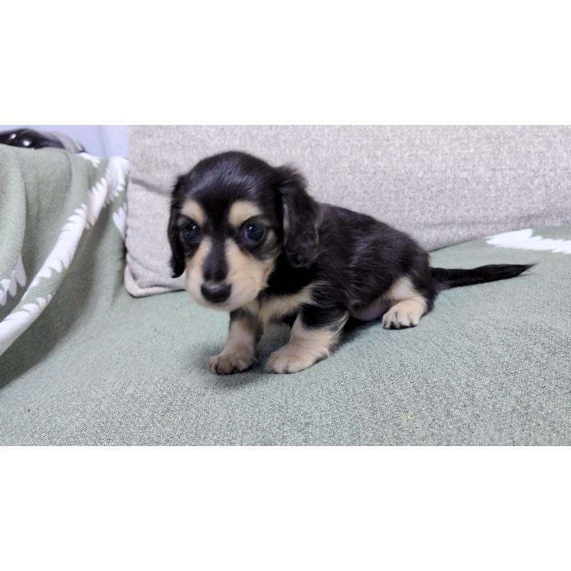 販売中の茨城県のミニチュアダックスフンド(ロングヘアード)-412741の2枚目