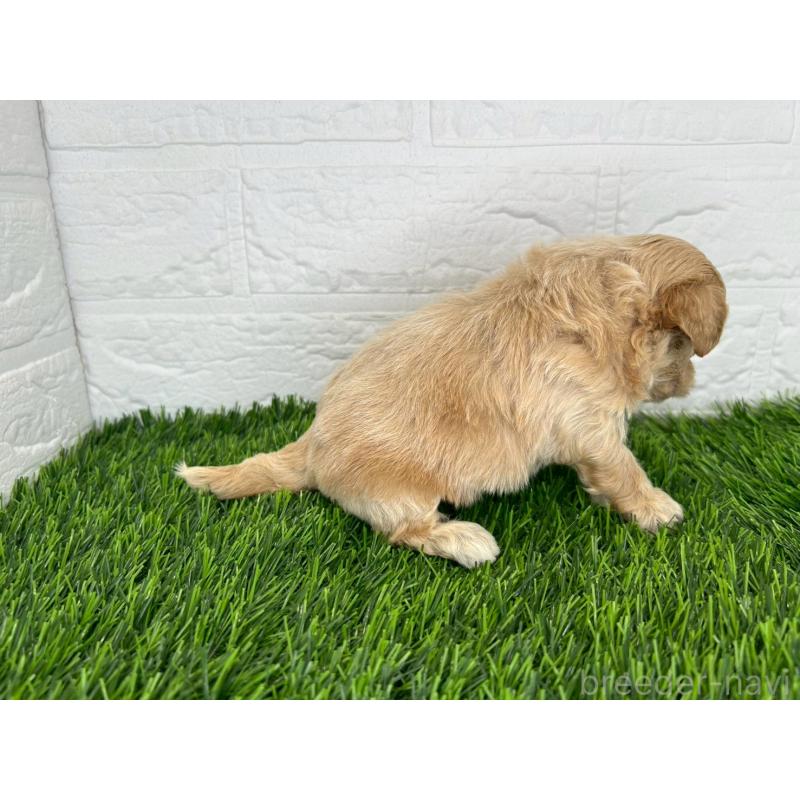 販売中の茨城県のミックス犬-420205の11枚目