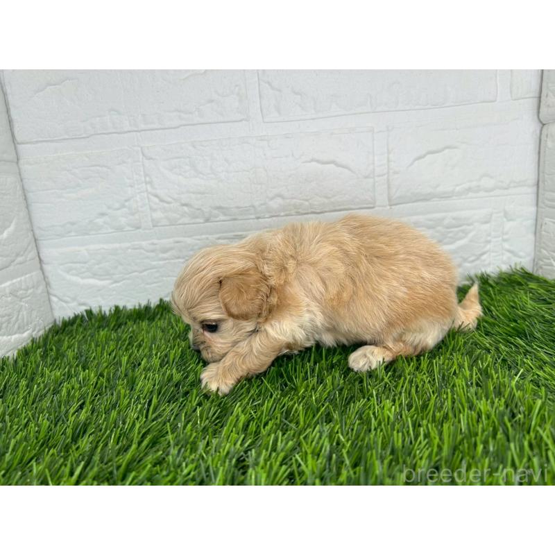 販売中の茨城県のミックス犬-420205の10枚目