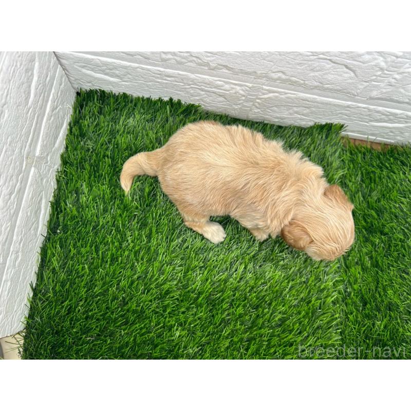 販売中の茨城県のミックス犬-420205の9枚目