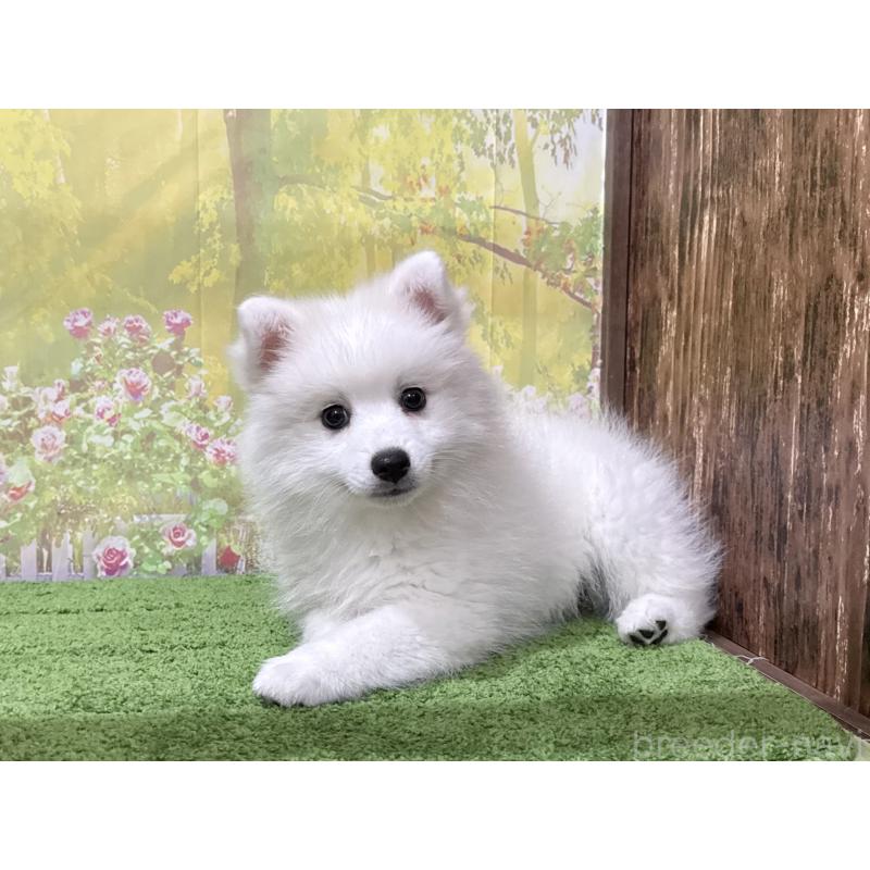 販売中の埼玉県の日本スピッツ-414183の5枚目