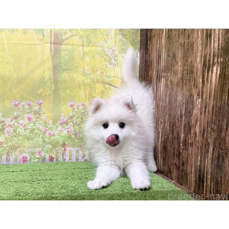 販売中の埼玉県の日本スピッツ-414183の4枚目