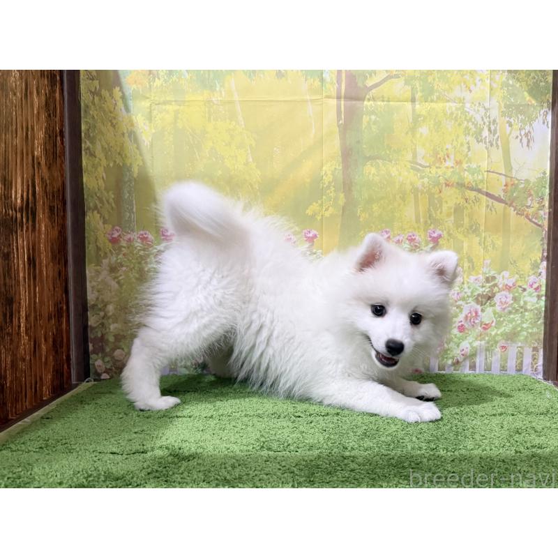 販売中の埼玉県の日本スピッツ-414183の3枚目